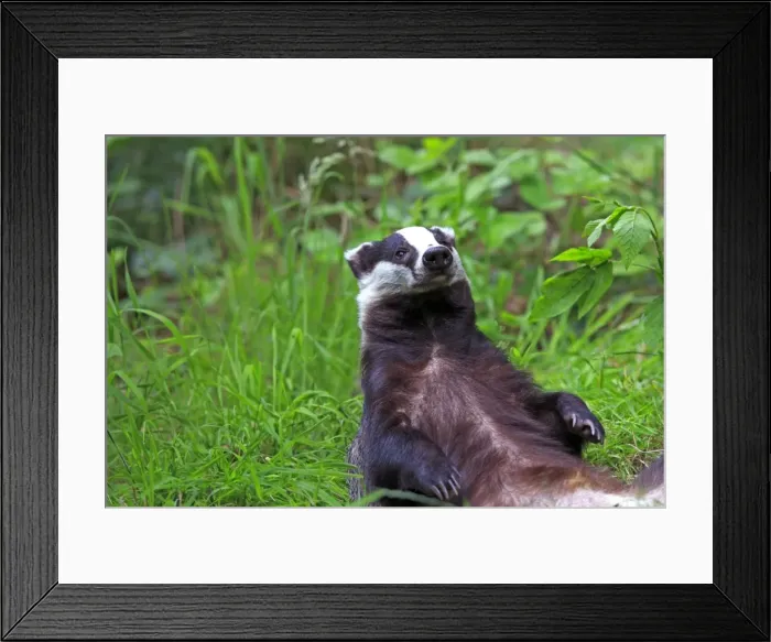 Framed Print : Picture No. 10783467 Framed Print : Picture No. 10783467
