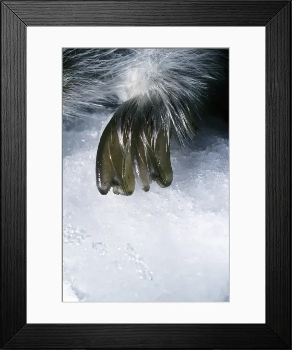 Framed Print : Picture No. 10847913 Framed Print : Picture No. 10847913