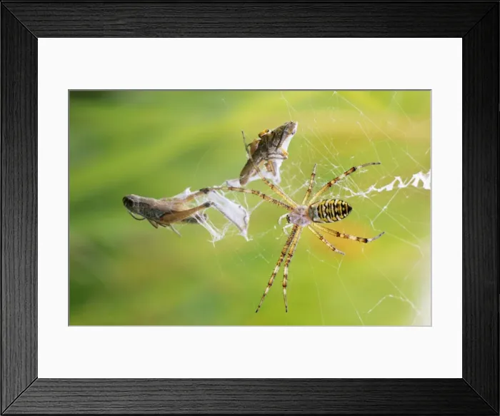 Framed Print : Picture No. 10788697 Framed Print : Picture No. 10788697