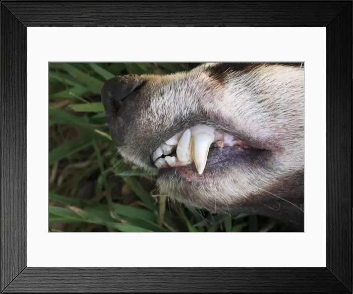 Framed Print : Picture No. 10790847 Framed Print : Picture No. 10790847