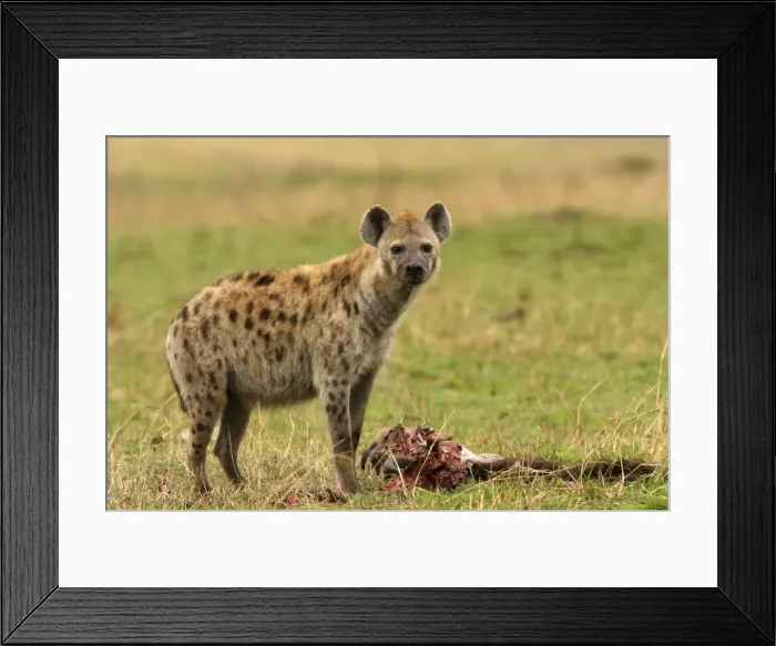 Framed Print : Picture No. 10775660 Framed Print : Picture No. 10775660