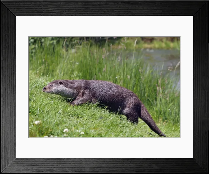 Framed Print : Picture No. 10783494