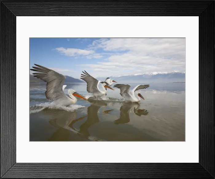Framed Print : Picture No. 10804230 Framed Print : Picture No. 10804230