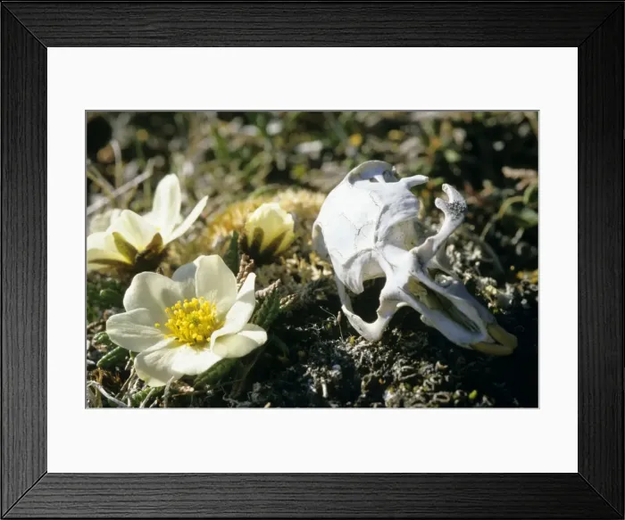 Framed Print : Picture No. 10847937 Framed Print : Picture No. 10847937