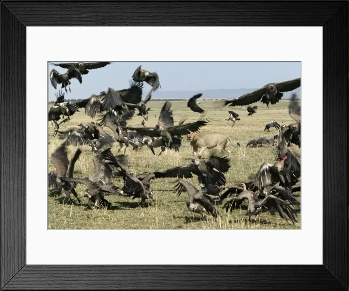 Framed Print : Picture No. 10787241 Framed Print : Picture No. 10787241