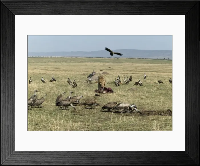 Framed Print : Picture No. 10787239 Framed Print : Picture No. 10787239