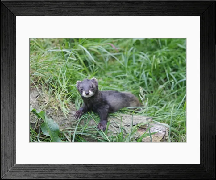 Framed Print : Picture No. 10783511