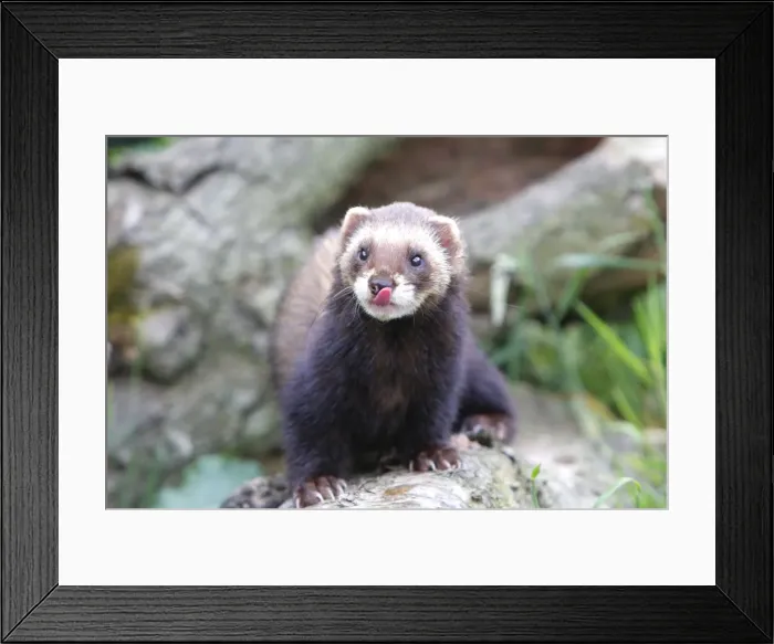 Framed Print : Picture No. 10783509 Framed Print : Picture No. 10783509
