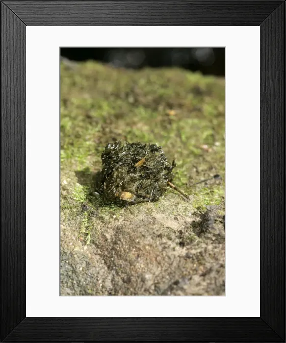 Framed Print : Picture No. 10787265 Framed Print : Picture No. 10787265