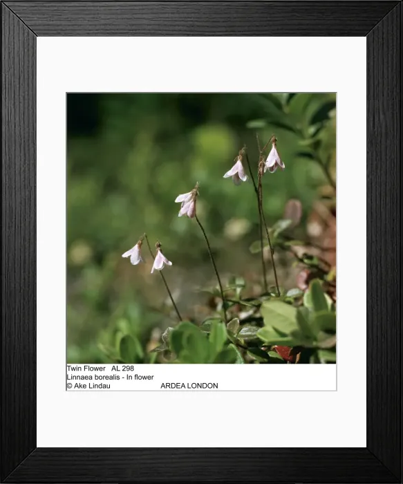 Framed Print : Picture No. 10847907
