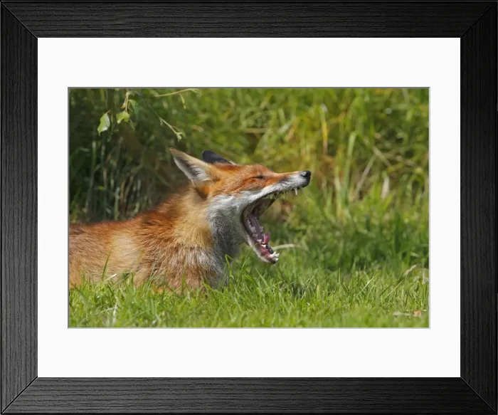 Framed Print : Picture No. 10783515 Framed Print : Picture No. 10783515