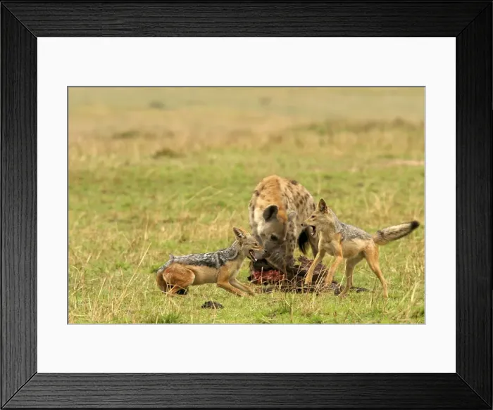 Framed Print : Picture No. 10775828 Framed Print : Picture No. 10775828