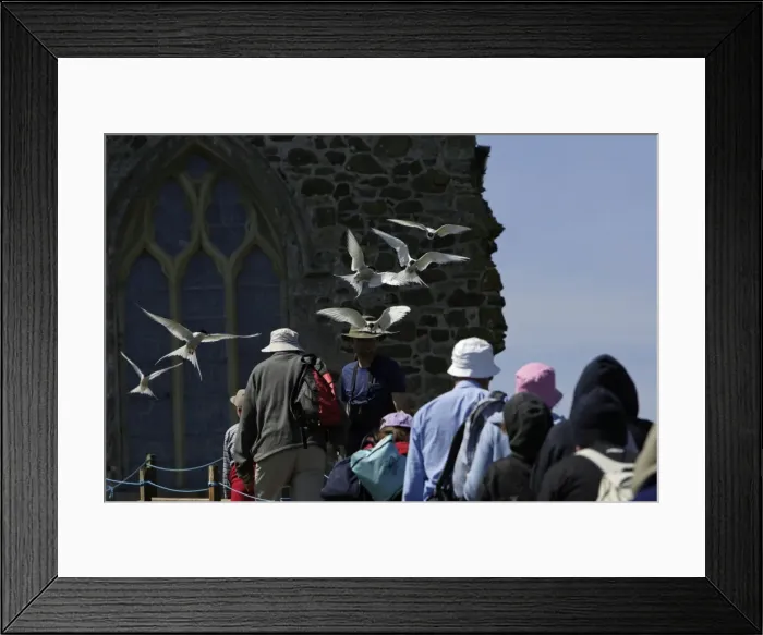 Framed Print : Picture No. 10789479 Framed Print : Picture No. 10789479