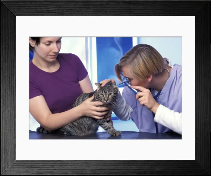 Framed Print : Picture No. 10775395