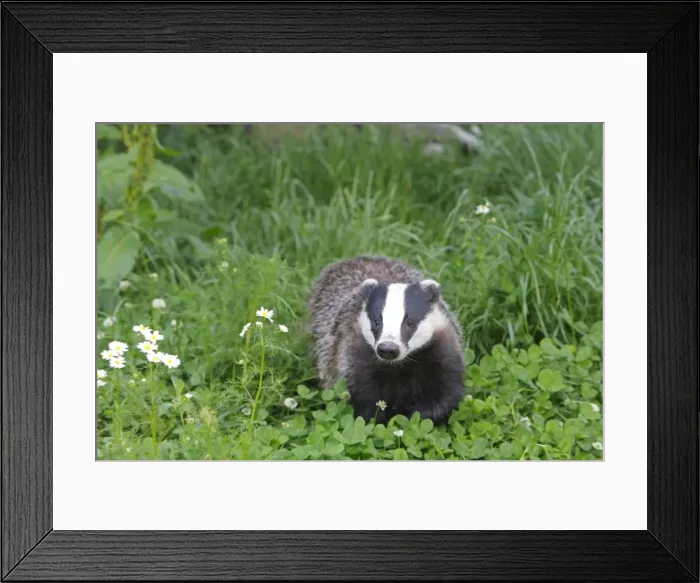 Framed Print : Picture No. 10783473 Framed Print : Picture No. 10783473