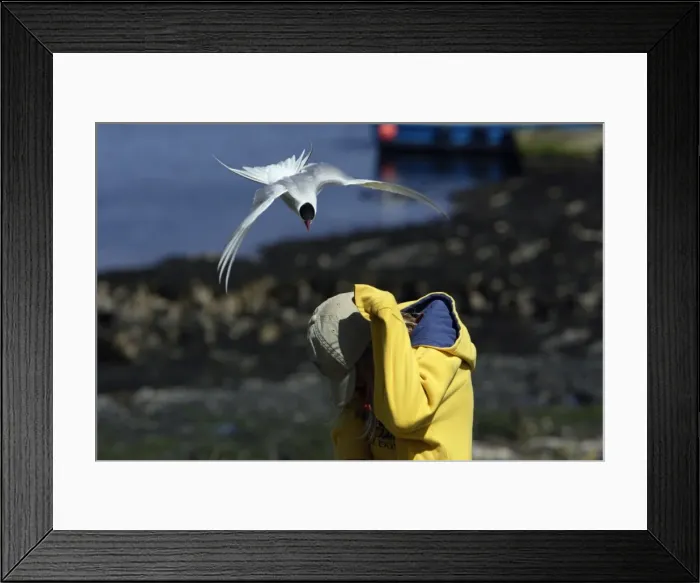 Framed Print : Picture No. 10789480 Framed Print : Picture No. 10789480