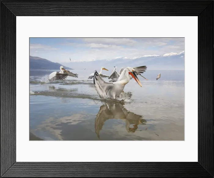 Framed Print : Picture No. 10804231 Framed Print : Picture No. 10804231