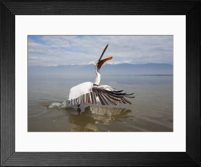 Framed Print : Picture No. 10804229 Framed Print : Picture No. 10804229