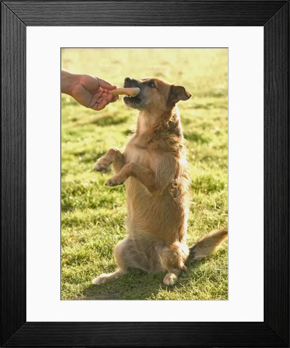 Framed Print : Picture No. 10777066 Framed Print : Picture No. 10777066