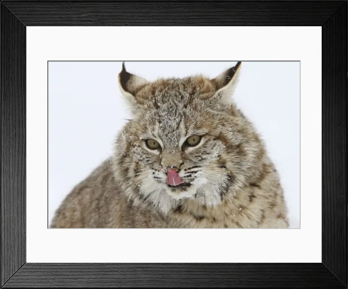 Framed Print : Picture No. 10783578 Framed Print : Picture No. 10783578