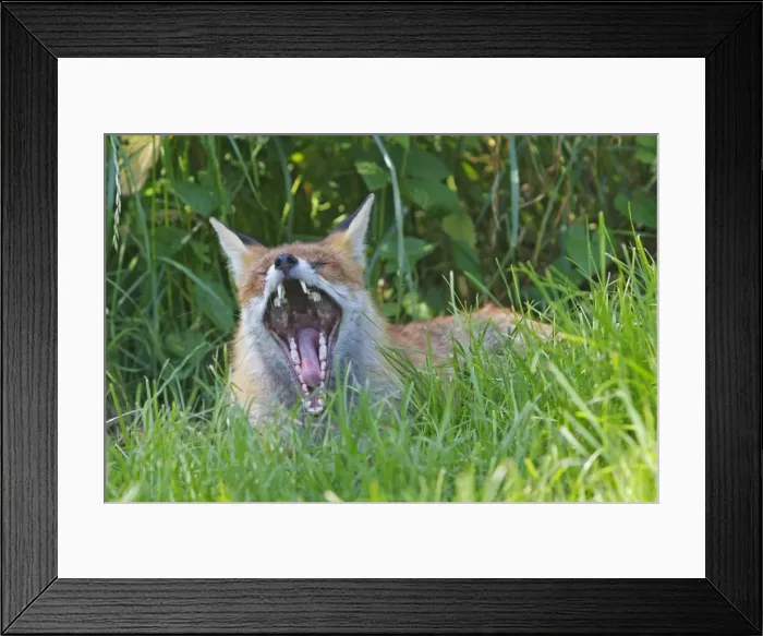 Framed Print : Picture No. 10783512 Framed Print : Picture No. 10783512