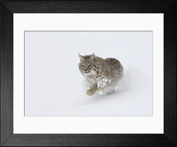 Framed Print : Picture No. 10783580 Framed Print : Picture No. 10783580