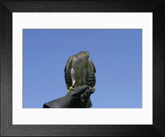 Framed Print : Picture No. 10777677 Framed Print : Picture No. 10777677