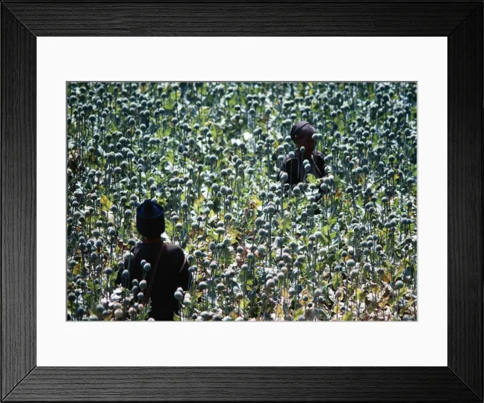 Framed Print : Picture No. 10847859 Framed Print : Picture No. 10847859