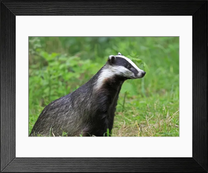 Framed Print : Picture No. 10783469 Framed Print : Picture No. 10783469