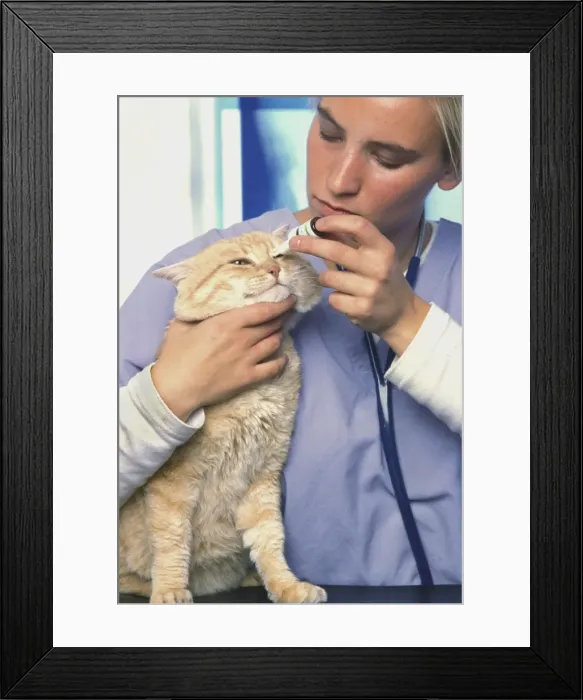 Framed Print : Picture No. 10775428 Framed Print : Picture No. 10775428