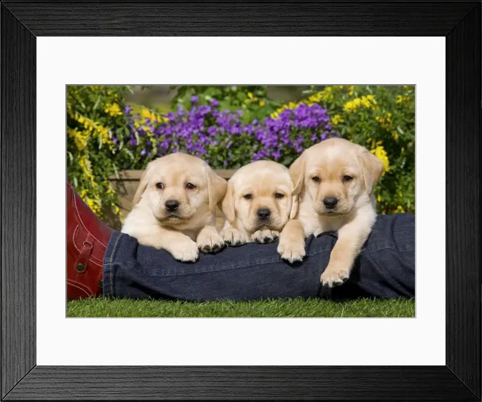 Framed Print : Picture No. 10776639 Framed Print : Picture No. 10776639