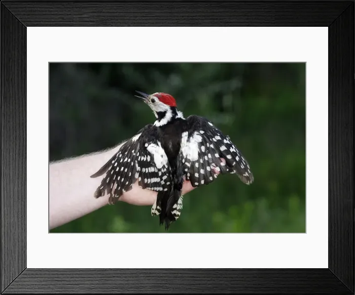 Framed Print : Picture No. 10777714 Framed Print : Picture No. 10777714