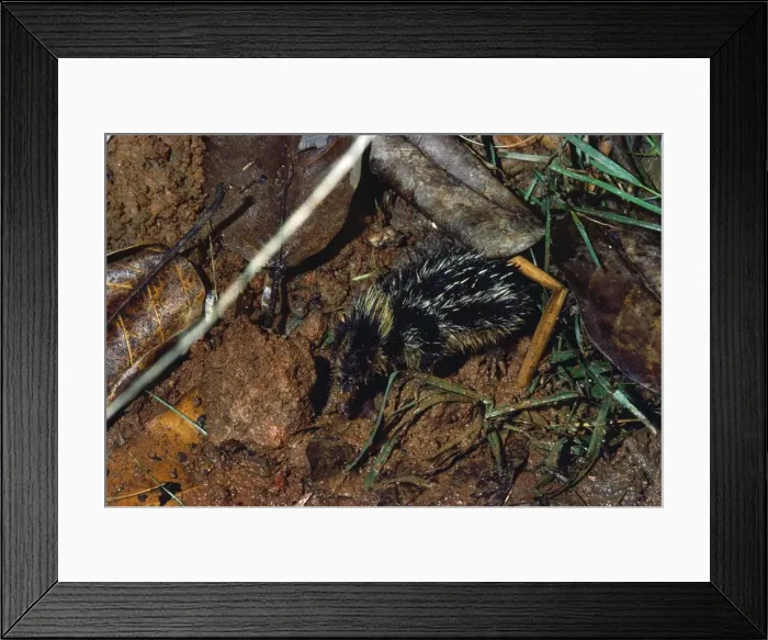 Framed Print : Picture No. 10847706 Framed Print : Picture No. 10847706