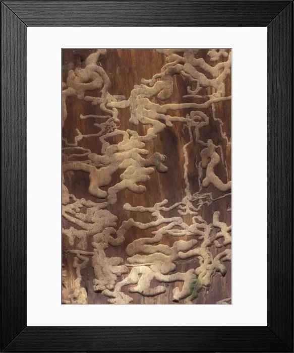 Framed Print : Picture No. 10788881 Framed Print : Picture No. 10788881