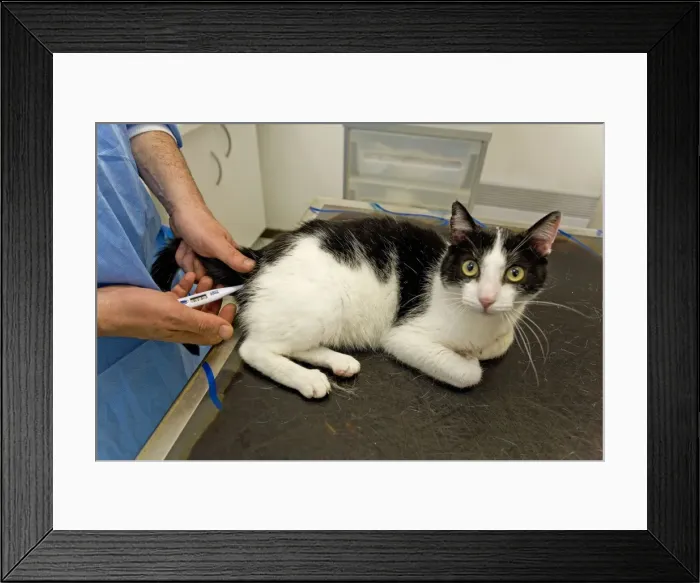 Framed Print : Picture No. 10776567 Framed Print : Picture No. 10776567