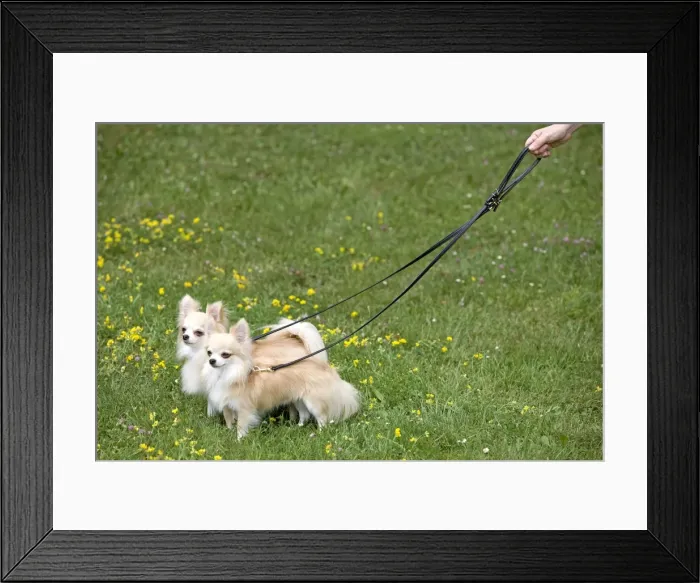 Framed Print : Picture No. 10774732