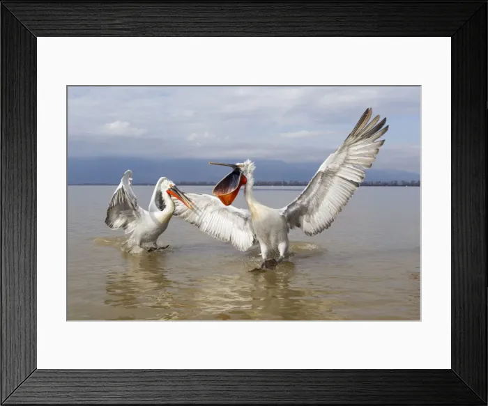 Framed Print : Picture No. 10804224 Framed Print : Picture No. 10804224
