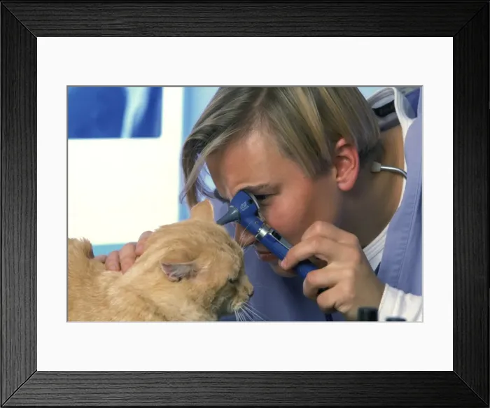 Framed Print : Picture No. 10775406 Framed Print : Picture No. 10775406