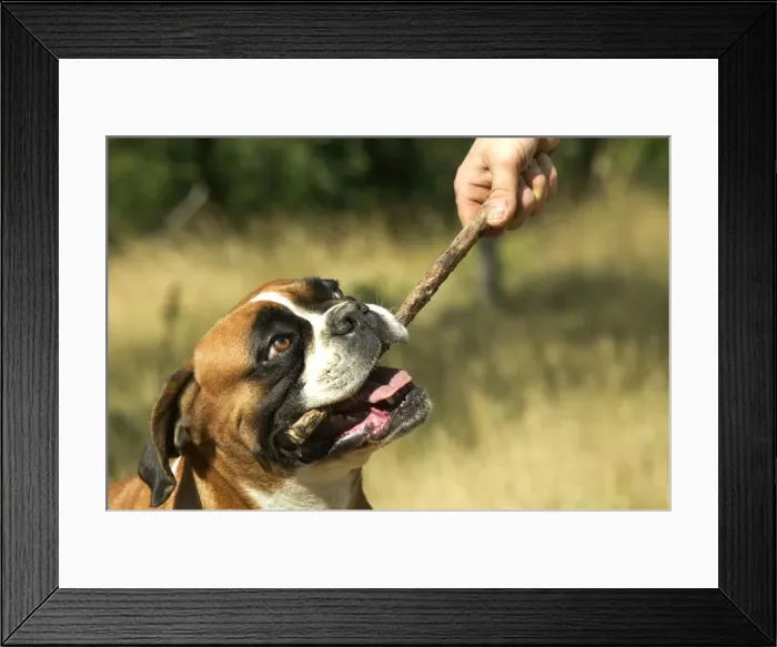 Framed Print : Picture No. 10774592 Framed Print : Picture No. 10774592