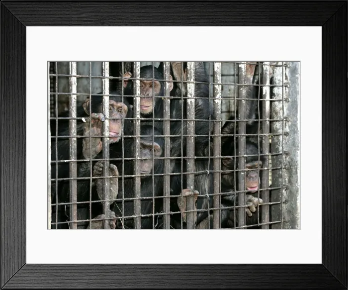 Framed Print : Picture No. 10787338 Framed Print : Picture No. 10787338