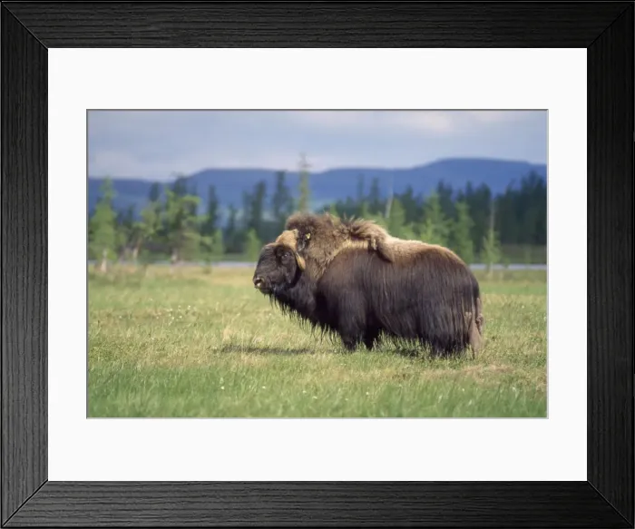 Framed Print : Picture No. 10847946 Framed Print : Picture No. 10847946
