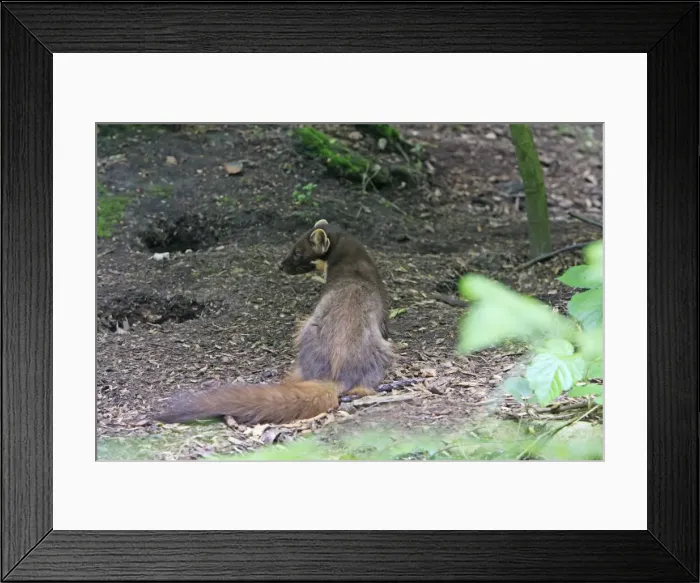 Framed Print : Picture No. 10783498 Framed Print : Picture No. 10783498