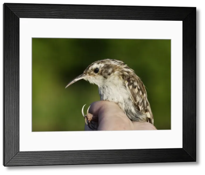 Framed Print : Picture No. 10777709 Framed Print : Picture No. 10777709