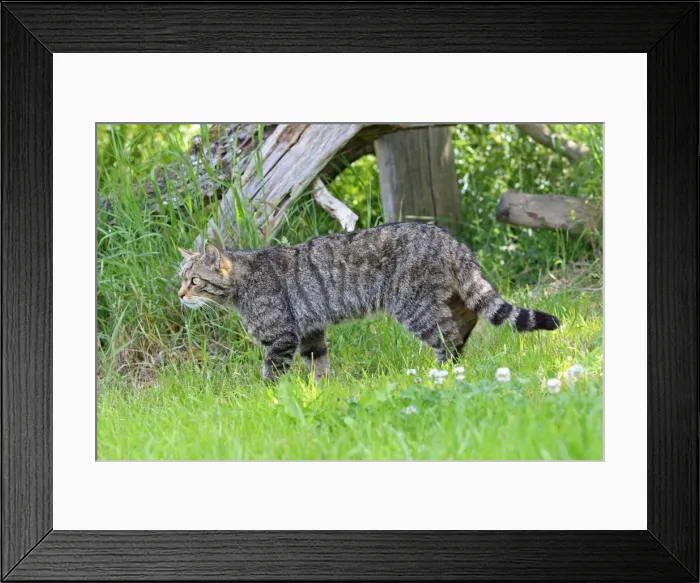 Framed Print : Picture No. 10783479 Framed Print : Picture No. 10783479