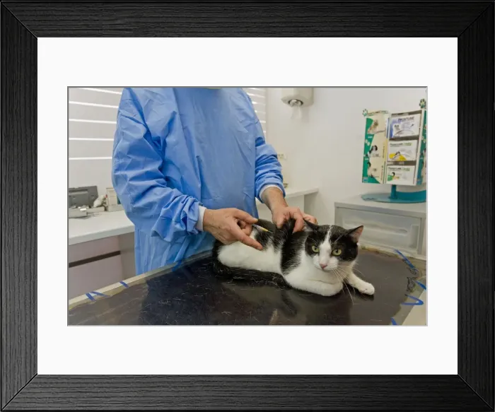 Framed Print : Picture No. 10776564 Framed Print : Picture No. 10776564