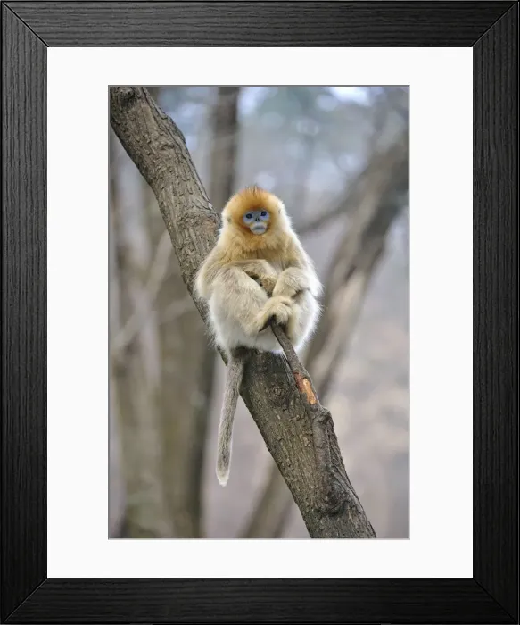 Framed Print : Picture No. 10804124 Framed Print : Picture No. 10804124