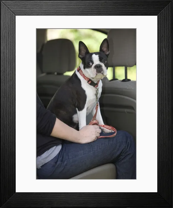 Framed Print : Picture No. 10775386