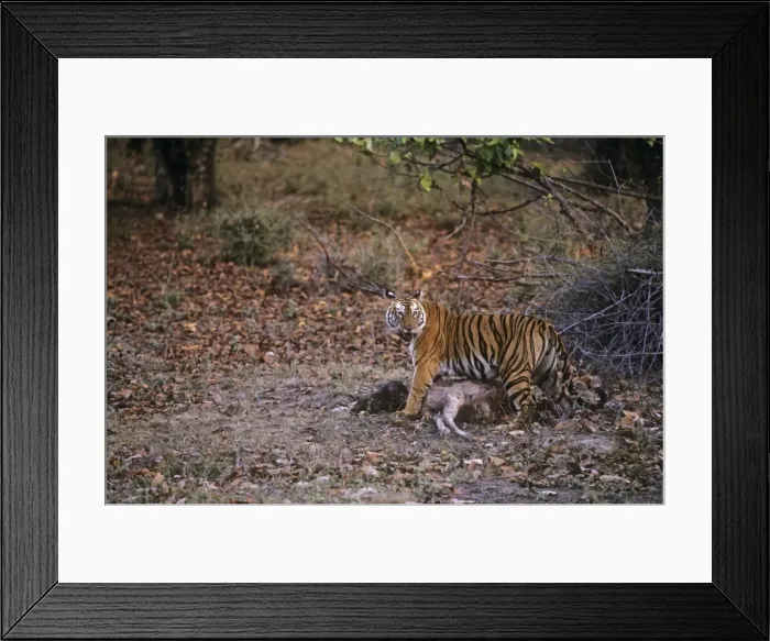 Framed Print : Picture No. 10788599 Framed Print : Picture No. 10788599