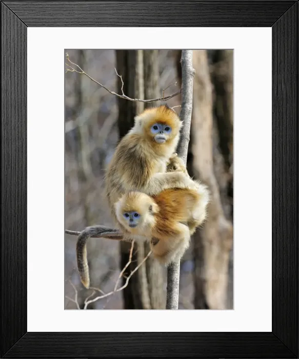 Framed Print : Picture No. 10804126 Framed Print : Picture No. 10804126