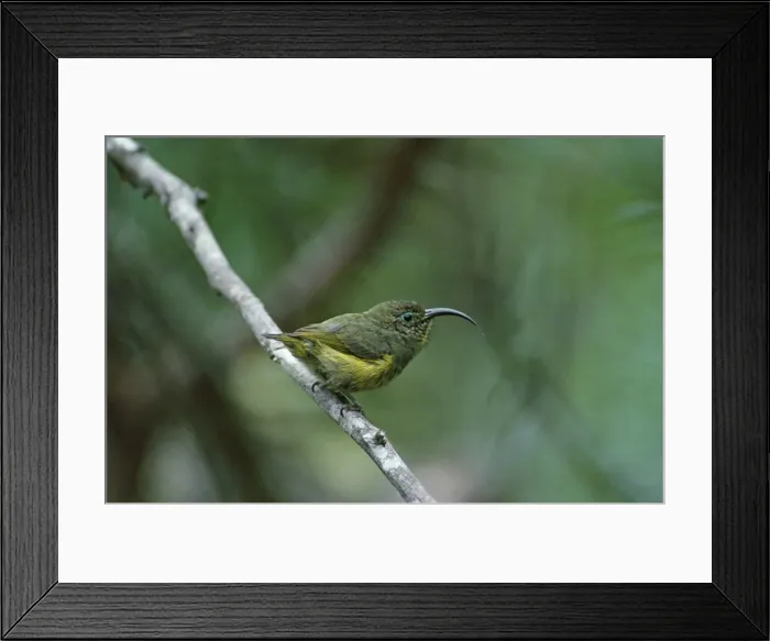 Framed Print : Picture No. 10847871 Framed Print : Picture No. 10847871